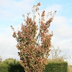 Prunus Spire 8 Prunus Spire -Fruit Garden Shop Prunus Spire 03
