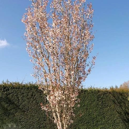 Prunus Spire 6 Prunus Spire - Image 4