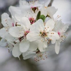 Prunus X Incisa Woodfield Cluster -Fruit Garden Shop Prunus x incisa Woodfield Cluster 03