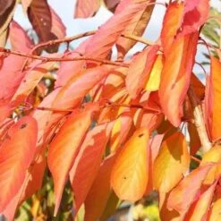 Prunus Shirofugen -Fruit Garden Shop Prunus Shirofugen 05x