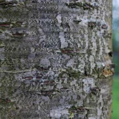 Prunus Shirofugen -Fruit Garden Shop Prunus Shirofugen 06x