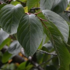 Prunus Shirofugen -Fruit Garden Shop Prunus Shirofugen 07