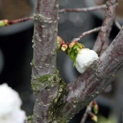 Prunus Shirotae -Fruit Garden Shop Prunus Shirotae 01