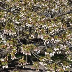 Prunus Shirotae -Fruit Garden Shop Prunus Shirotae 03