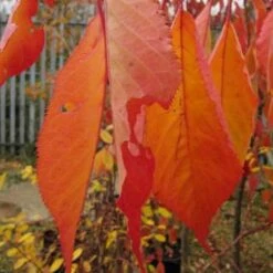 Prunus Shirotae -Fruit Garden Shop Prunus Shirotae 05
