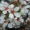 Prunus Snow Showers 2 Prunus Snow Showers -Fruit Garden Shop Prunus Snow Showers 01