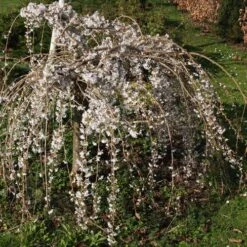 Prunus Snow Showers 7 Prunus Snow Showers -Fruit Garden Shop Prunus Snow Showers 02x