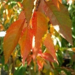 Prunus Snow Showers 8 Prunus Snow Showers -Fruit Garden Shop Prunus Snow Showers 03x