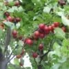 Prunus Cerasifera -Fruit Garden Shop Prunus cerasifera 04