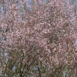 Prunus Cerasifera Nigra -Fruit Garden Shop Prunus cerasifera Nigra 01