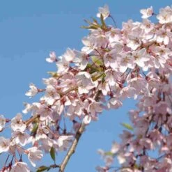Prunus Pendula Pendula Rubra 8 Prunus Pendula Pendula Rubra -Fruit Garden Shop Prunus pendula Pendula Rubra 03