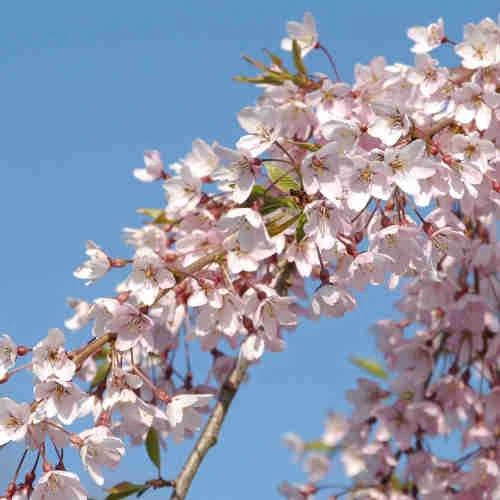 Prunus Pendula Pendula Rubra 5 Prunus Pendula Pendula Rubra - Image 3