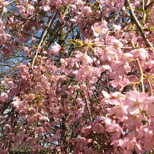 Prunus Pendula Pendula Rubra 6 Prunus Pendula Pendula Rubra - Image 4