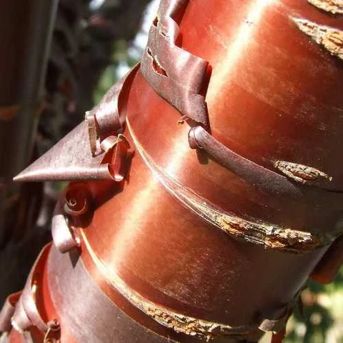 Prunus Serrula - Tibetan Cherry 3 Prunus Serrula - Tibetan Cherry