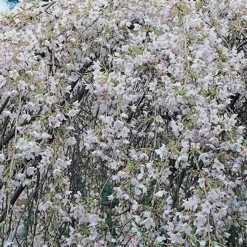 Prunus X Yedoensis Shidare Yoshino 3 Prunus X Yedoensis Shidare Yoshino