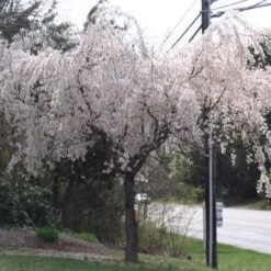 Prunus X Yedoensis Shidare Yoshino 5 Prunus X Yedoensis Shidare Yoshino -Fruit Garden Shop Prunus x yedoensis Shidare yoshino 02x