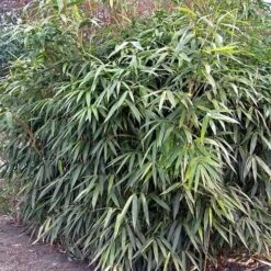 Pseudosasa Japonica -Fruit Garden Shop Pseudosasa japonica 03