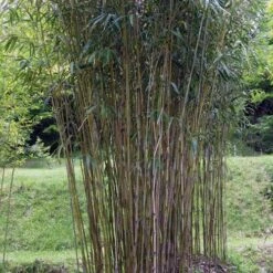 Pseudosasa Japonica -Fruit Garden Shop Pseudosasa japonica 04