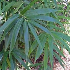 Pseudosasa Japonica -Fruit Garden Shop Pseudosasa japonica 05