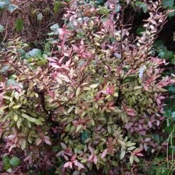 Pseudowintera Colorata -Fruit Garden Shop Pseudowintera colorata 04