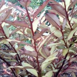 Pseudowintera Colorata Marjorie Congreve -Fruit Garden Shop Pseudowintera colorata Marjorie Congreve01