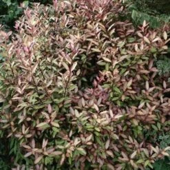 Pseudowintera Colorata Marjorie Congreve -Fruit Garden Shop Pseudowintera colorata Marjorie Congreve02