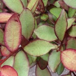 Pseudowintera Colorata Marjorie Congreve -Fruit Garden Shop Pseudowintera colorata Marjorie Congreve03