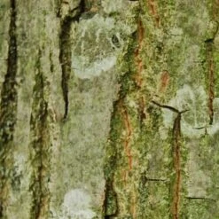 Pterocarya Rhoifolia - Japanese Wingnut 8 Pterocarya Rhoifolia - Japanese Wingnut -Fruit Garden Shop Pterocarya Rhoifolia 03 ceaa7e80 41c7 4694 bf9e 131bd1ae524d