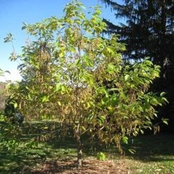 Pterostyrax Hispida -Fruit Garden Shop Pterostyrax hispida 04