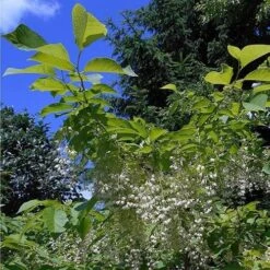 Pterostyrax Hispida -Fruit Garden Shop Pterostyrax hispida 05