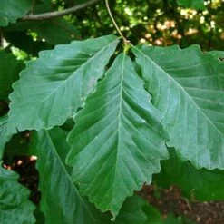 Quercus Bicolor - Swamp White Oak 10 Quercus Bicolor - Swamp White Oak -Fruit Garden Shop Quercus bicolor 04
