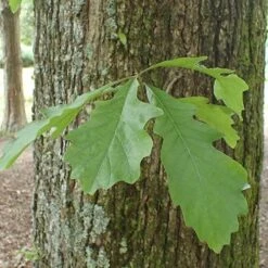 Quercus Bicolor - Swamp White Oak 11 Quercus Bicolor - Swamp White Oak -Fruit Garden Shop Quercus bicolor 05