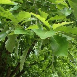 Quercus Bicolor - Swamp White Oak 9 Quercus Bicolor - Swamp White Oak -Fruit Garden Shop Quercus bicolor 06