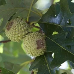Quercus Lyrata - Overcup Oak -Fruit Garden Shop Quercus lyrata 03