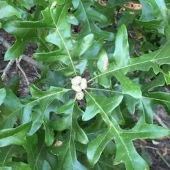 Quercus Lyrata - Overcup Oak -Fruit Garden Shop Quercus lyrata 04