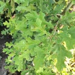 Quercus Nuttallii - Nuttall’s Oak 10 Quercus Nuttallii - Nuttall’s Oak -Fruit Garden Shop Quercus nutallii 02