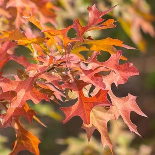 Quercus Nuttallii - Nuttall’s Oak 4 Quercus Nuttallii - Nuttall’s Oak - Image 2