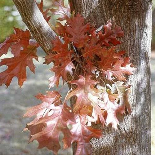 Quercus Nuttallii - Nuttall’s Oak 8 Quercus Nuttallii - Nuttall’s Oak - Image 6