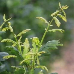 Quercus Robur Fastigiata Koster -Fruit Garden Shop Quercus robur Fastigiata Koster 04