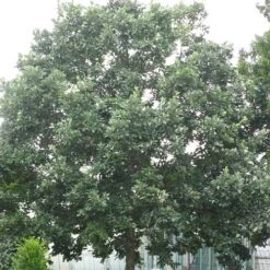 Quercus X Kewensis -Fruit Garden Shop Quercus x kewensis 01