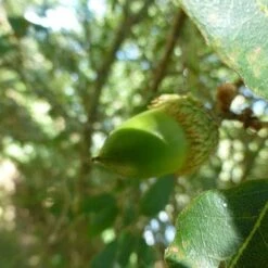 Quercus X Kewensis -Fruit Garden Shop Quercus x kewensis 02