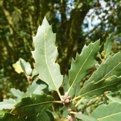 Quercus X Kewensis -Fruit Garden Shop Quercus x kewensis 03