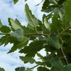 Quercus X Kewensis -Fruit Garden Shop Quercus x kewensis 04