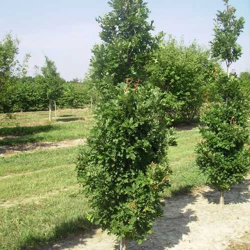 Quercus Crimson Spire 4 Quercus Crimson Spire - Image 2