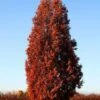 Quercus Crimson Spire 1 Quercus Crimson Spire -Fruit Garden Shop Quercus Crimson Spire 03x
