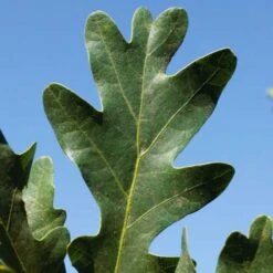 Quercus Crimson Spire 7 Quercus Crimson Spire -Fruit Garden Shop Quercus Crimson Spire 04x