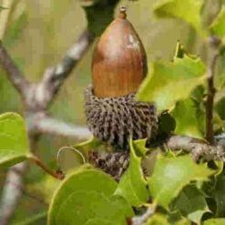 Quercus Coccifera -Fruit Garden Shop Quercus coccifera 06