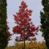 Quercus Coccinea Splendens - Scarlet Oak 1 Quercus Coccinea Splendens - Scarlet Oak -Fruit Garden Shop Quercus coccinea Splendens 02x