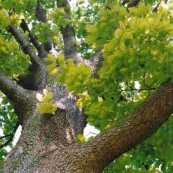 Quercus Frainetto - Hungarian Oak 10 Quercus Frainetto - Hungarian Oak -Fruit Garden Shop Quercus frainetto 03