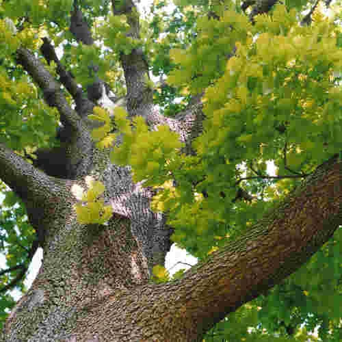 Quercus Frainetto - Hungarian Oak 5 Quercus Frainetto - Hungarian Oak - Image 3